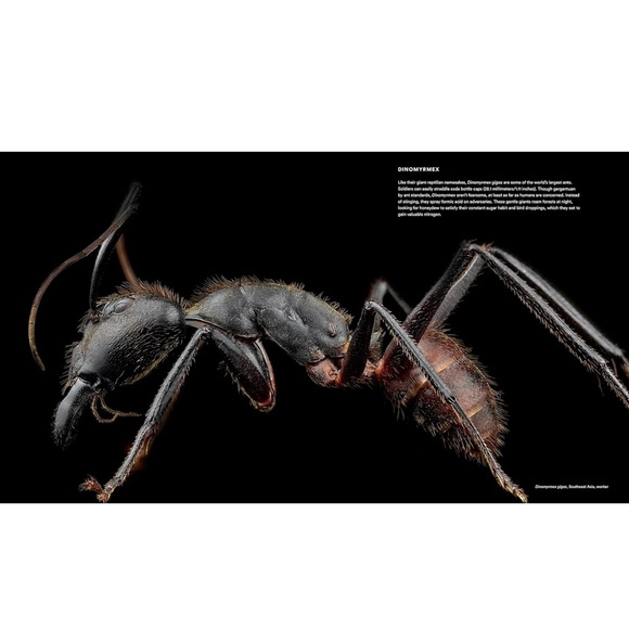 ANTS ~ Workers of the World ~ Hardcover Coffee Table Book ~ Illustrated - Picture 4 of 10